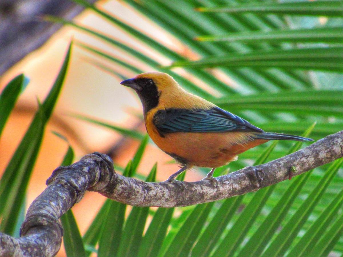 Pousada Anaue Cipo Serra do Cipo National Park Eksteriør bilde