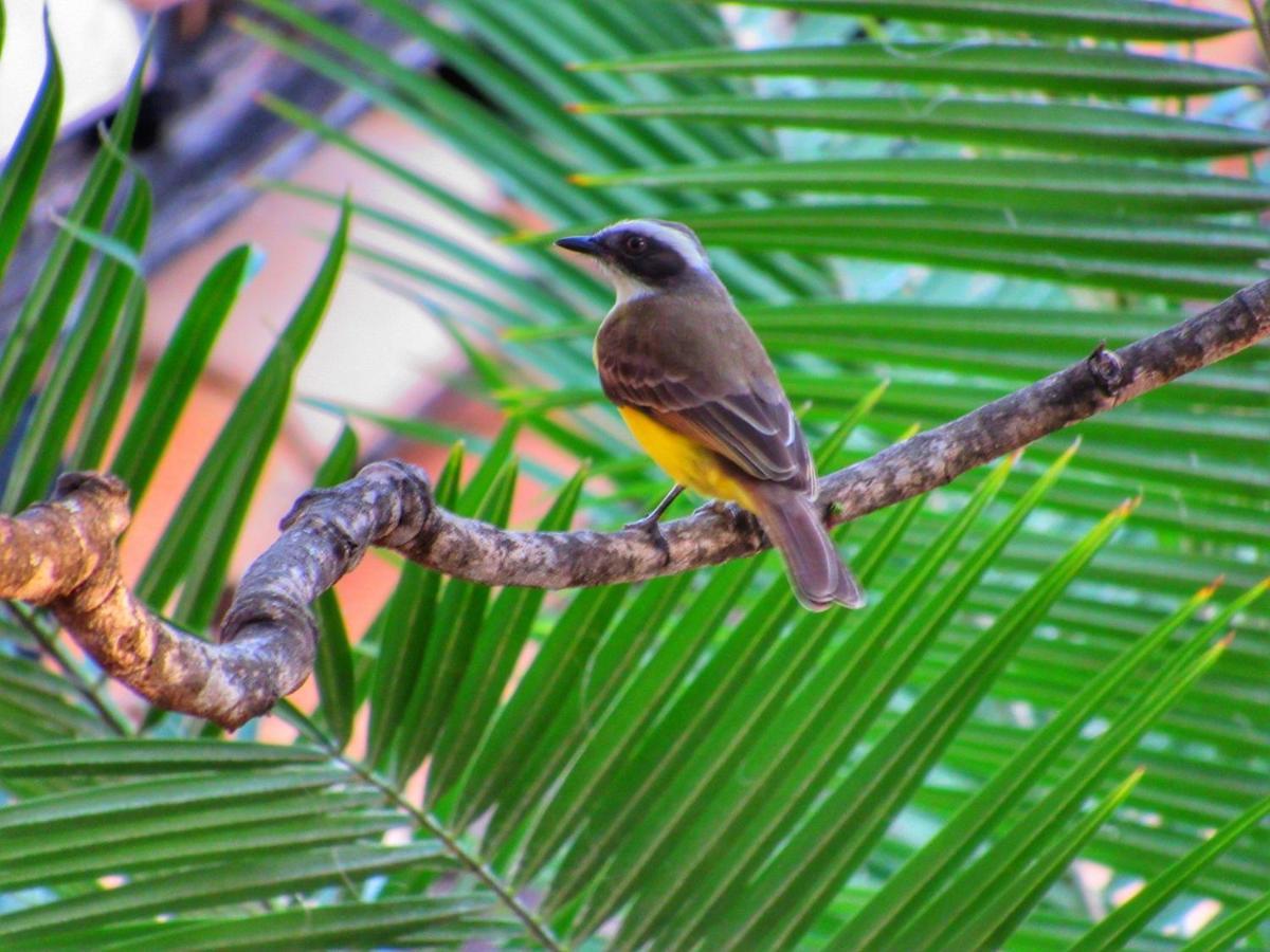 Pousada Anaue Cipo Serra do Cipo National Park Eksteriør bilde